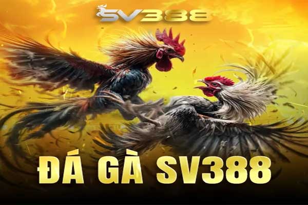 SV388 - Trang Game Đá Gà | Casino Trực Tuyến 2025 đá gà sv388